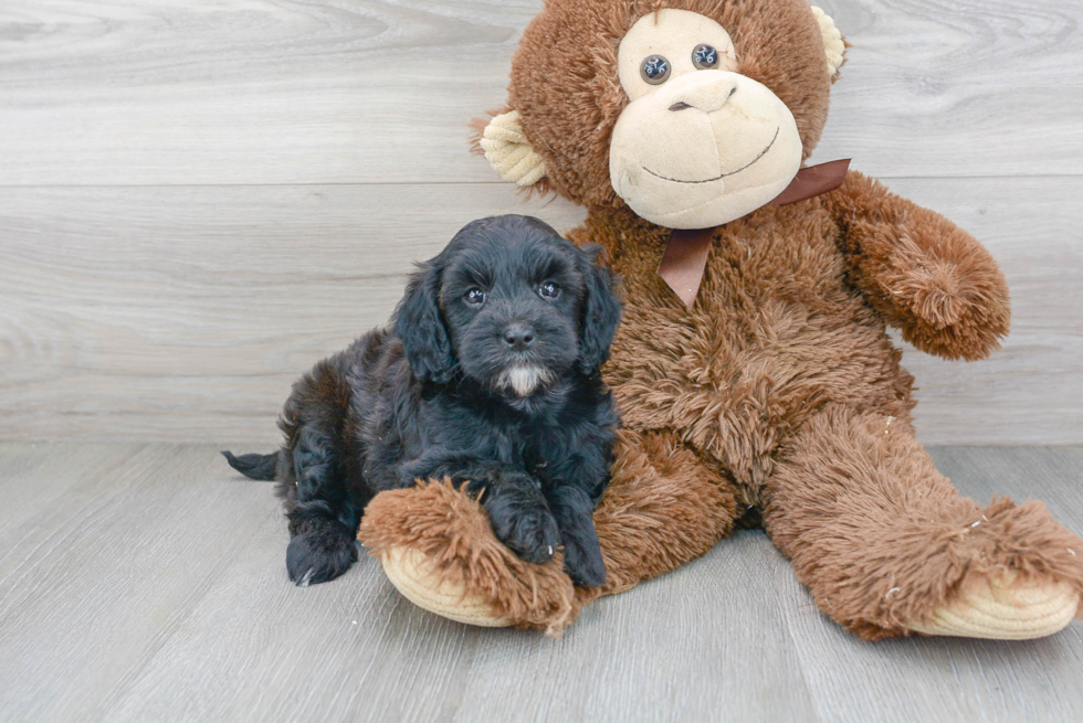 Best Mini Goldendoodle Baby