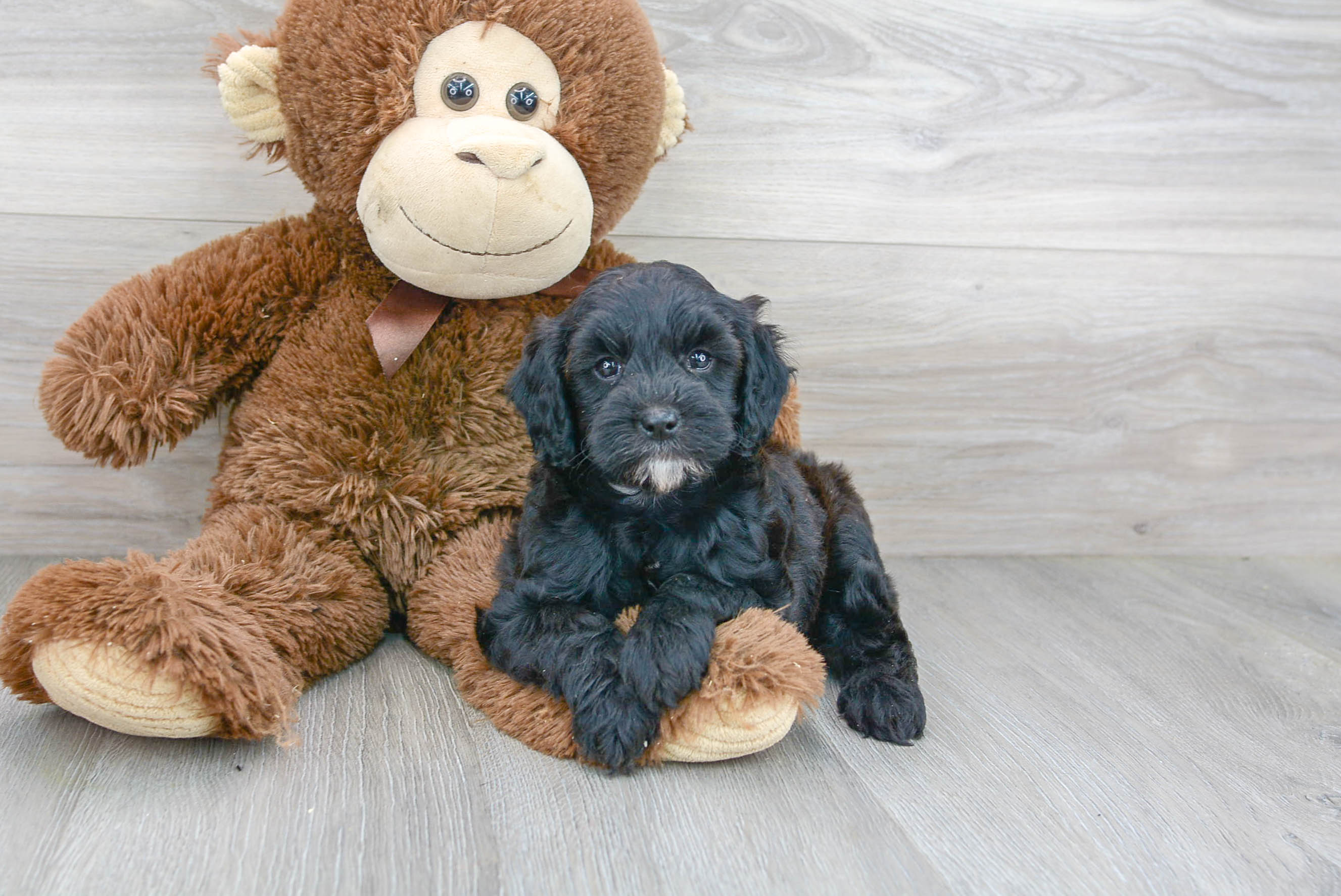 Mini Goldendoodle Puppy for Adoption