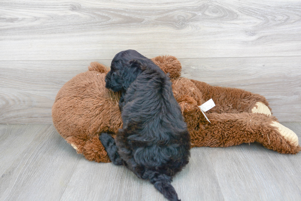 Mini Goldendoodle Pup Being Cute