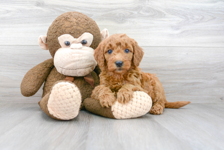 Best Mini Goldendoodle Baby