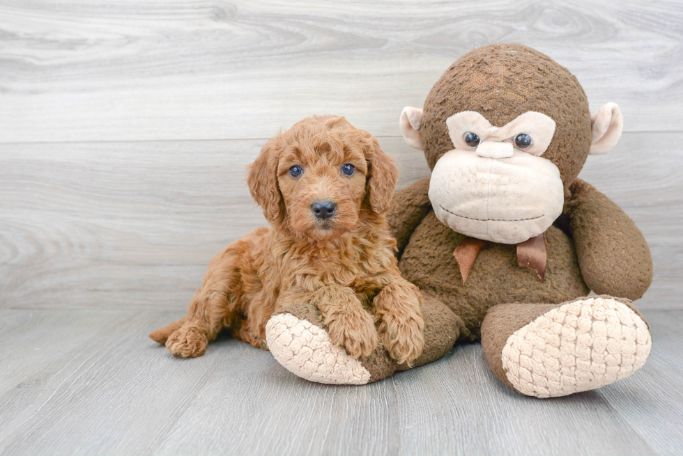 Smart Mini Goldendoodle Poodle Mix Pup