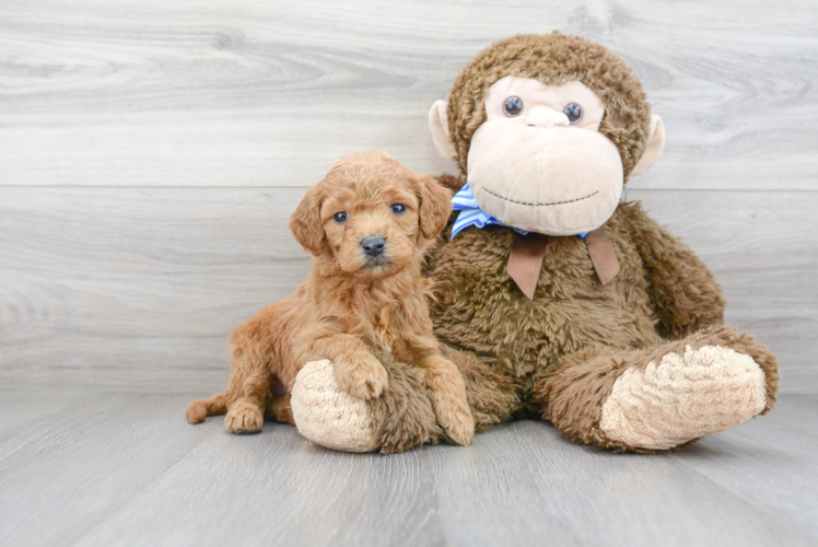 Happy Mini Goldendoodle Baby