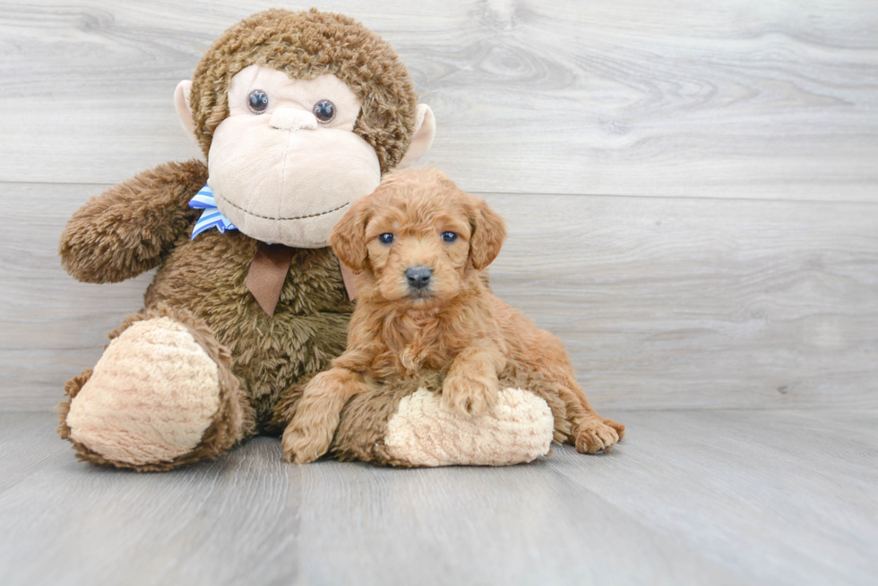 Smart Mini Goldendoodle Poodle Mix Pup