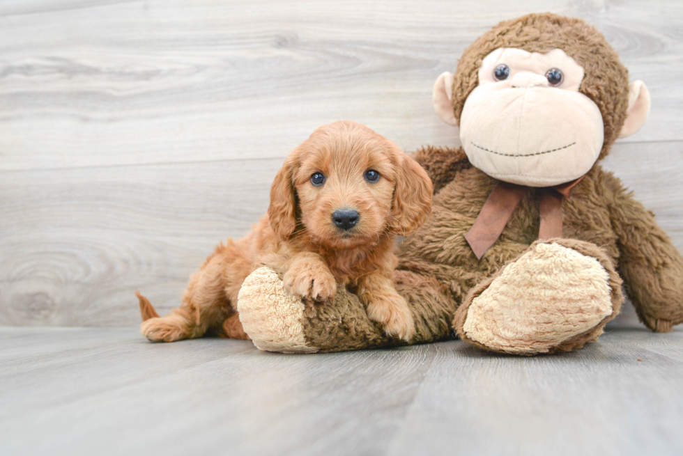 Mini Goldendoodle Puppy for Adoption