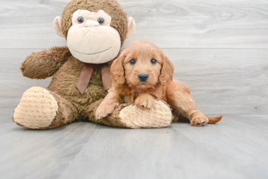 Happy Mini Goldendoodle Baby