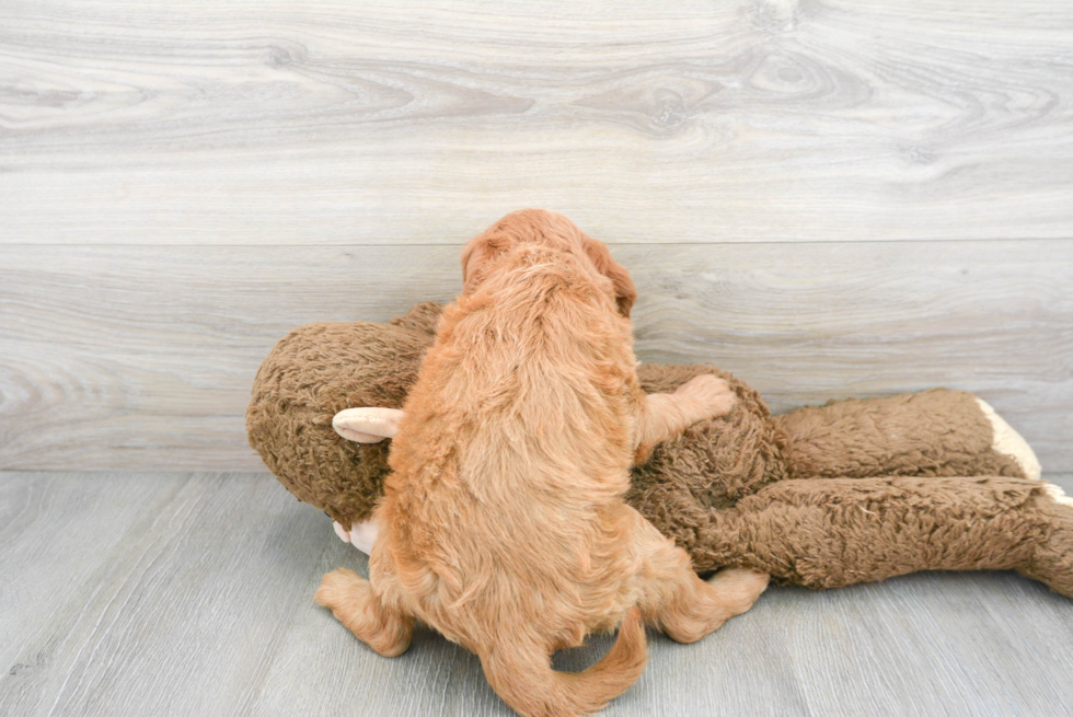 Funny Mini Goldendoodle Poodle Mix Pup