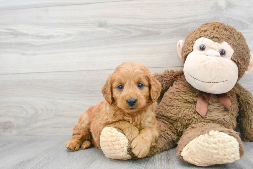 Adorable Golden Retriever Poodle Mix Puppy