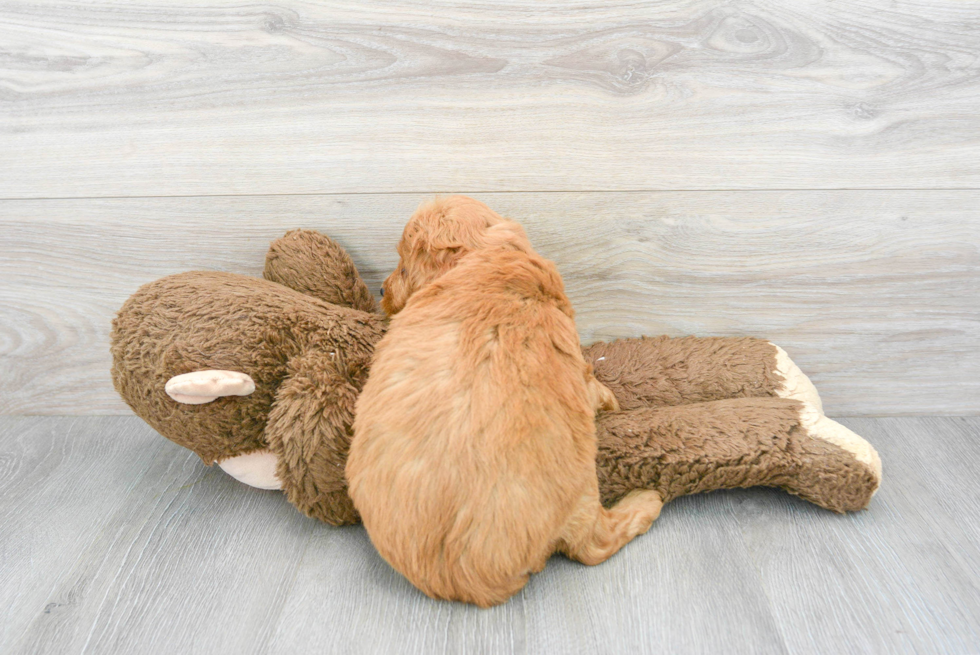 Small Mini Goldendoodle Baby