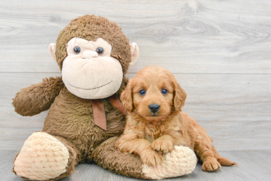 Best Mini Goldendoodle Baby