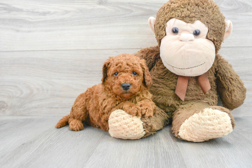 Mini Goldendoodle Pup Being Cute