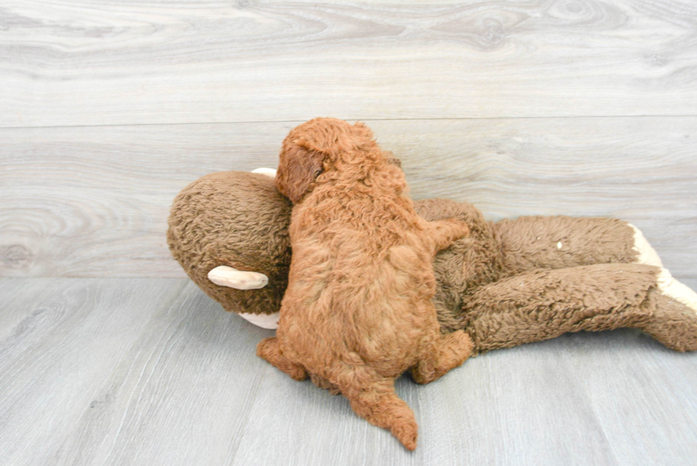 Mini Goldendoodle Pup Being Cute