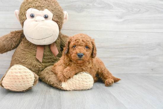 Mini Goldendoodle Pup Being Cute