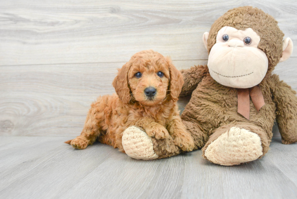 Fluffy Mini Goldendoodle Poodle Mix Pup