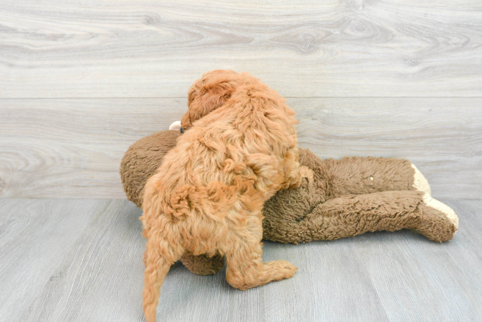 Adorable Golden Retriever Poodle Mix Puppy