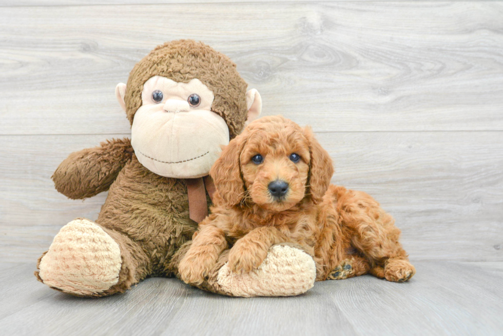 Smart Mini Goldendoodle Poodle Mix Pup