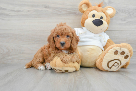 Mini Goldendoodle Pup Being Cute