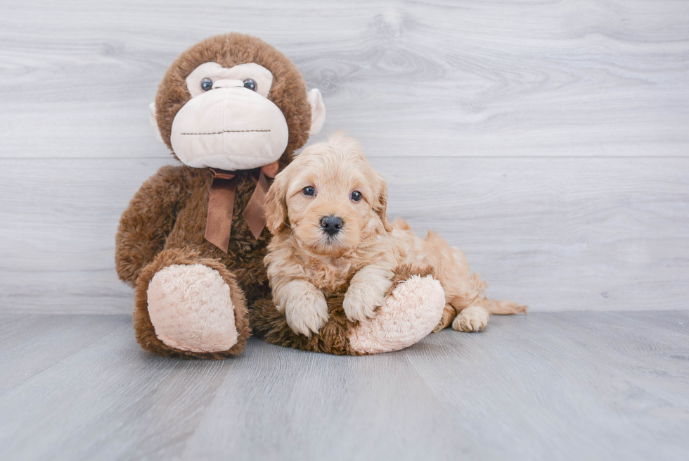 Adorable Golden Retriever Poodle Mix Puppy