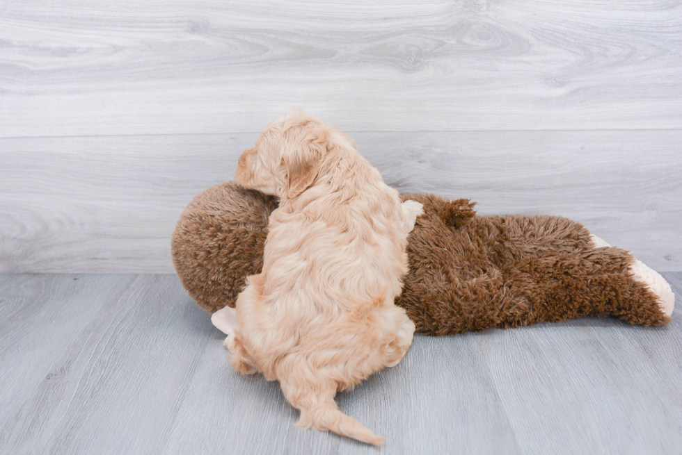 Petite Mini Goldendoodle Poodle Mix Pup