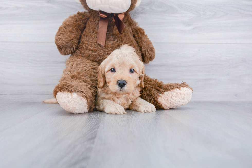 Friendly Mini Goldendoodle Baby