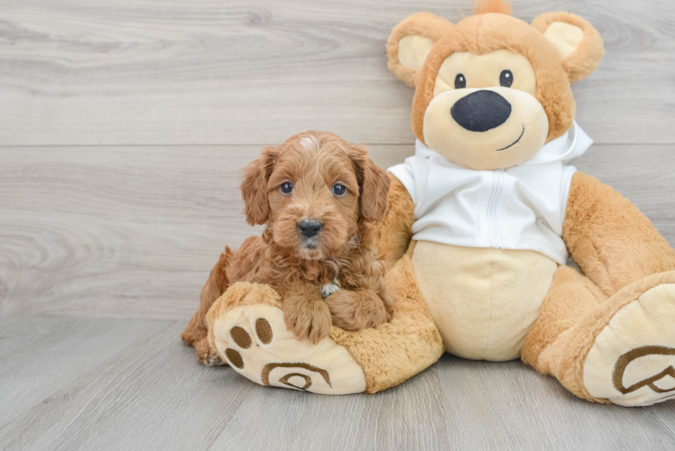 Happy Mini Goldendoodle Baby