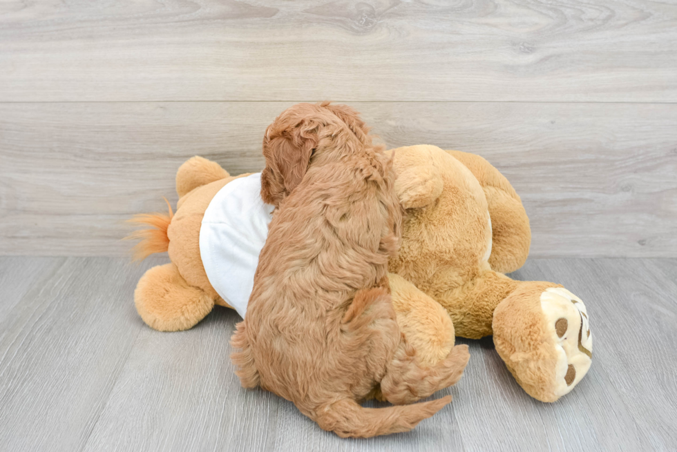 Cute Mini Goldendoodle Baby
