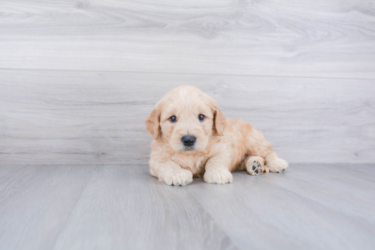 Best Mini Goldendoodle Baby