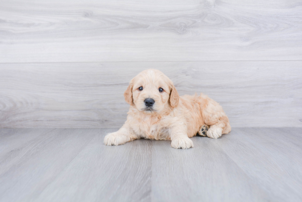 Mini Goldendoodle Puppy for Adoption