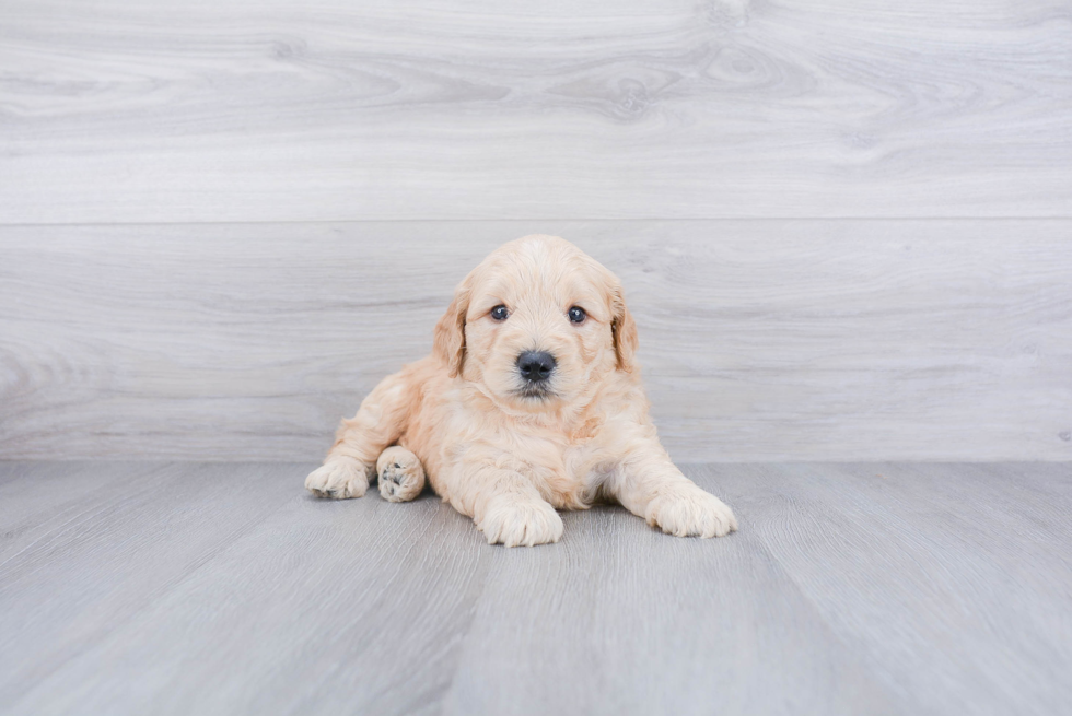 Best Mini Goldendoodle Baby