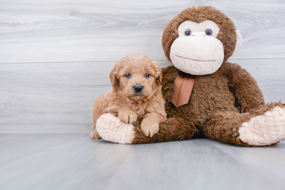 Mini Goldendoodle Puppy for Adoption