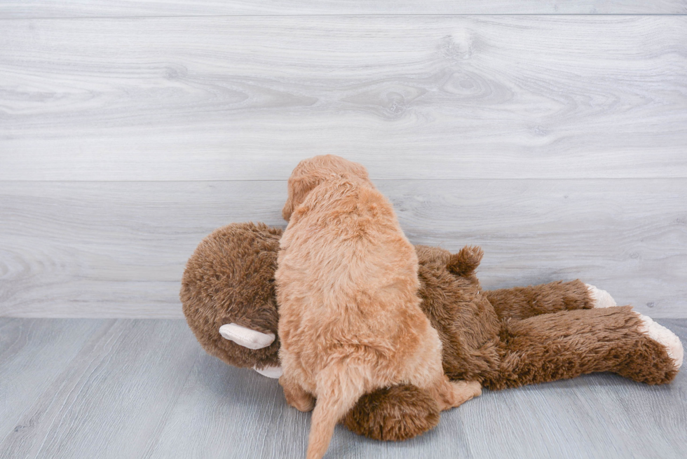 Playful Golden Retriever Poodle Mix Puppy