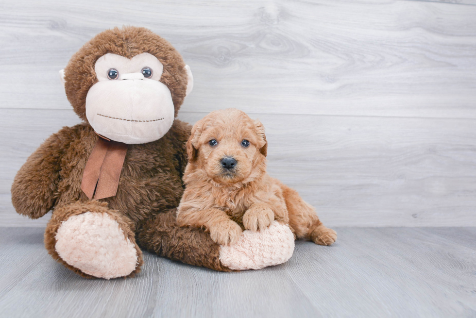 Small Mini Goldendoodle Baby