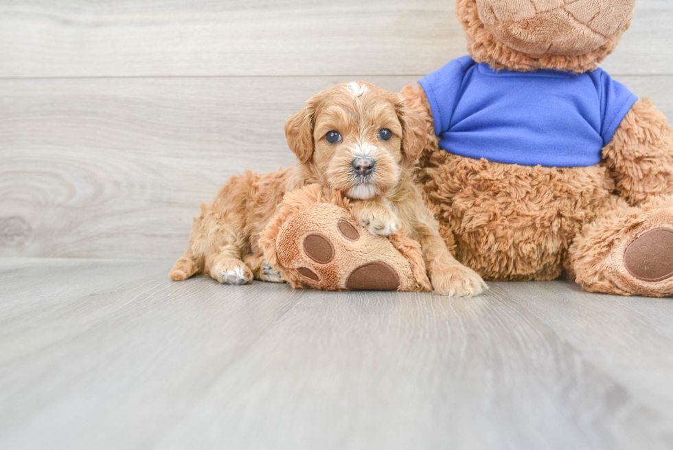 Friendly Mini Goldendoodle Baby