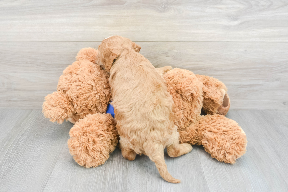 Sweet Mini Goldendoodle Baby