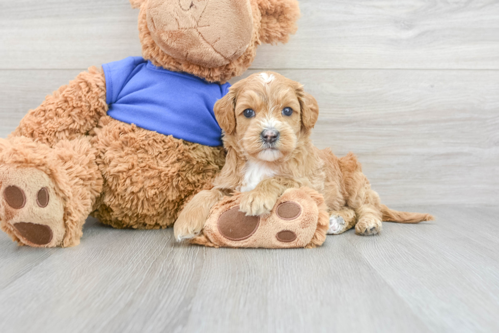 Small Mini Goldendoodle Baby