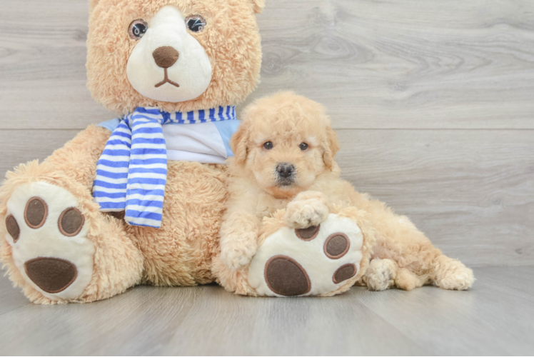 Smart Mini Goldendoodle Poodle Mix Pup