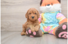 Mini Goldendoodle Pup Being Cute