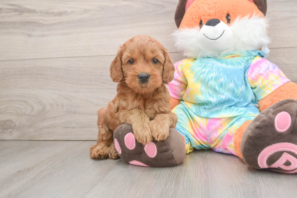 Mini Goldendoodle Pup Being Cute
