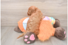 Little Mini Goldenpoo Poodle Mix Puppy