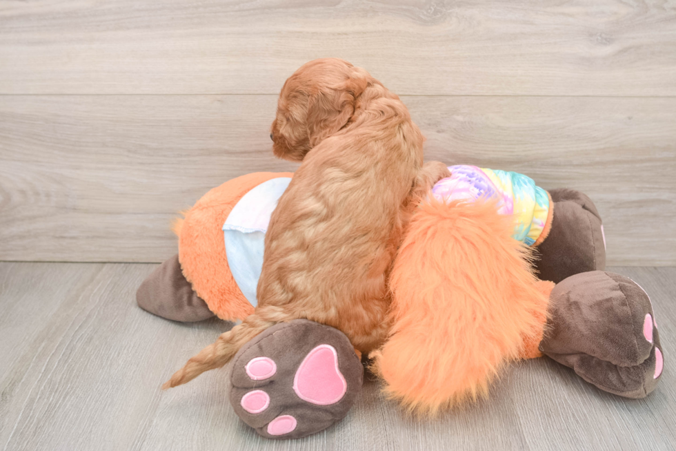Little Mini Goldenpoo Poodle Mix Puppy