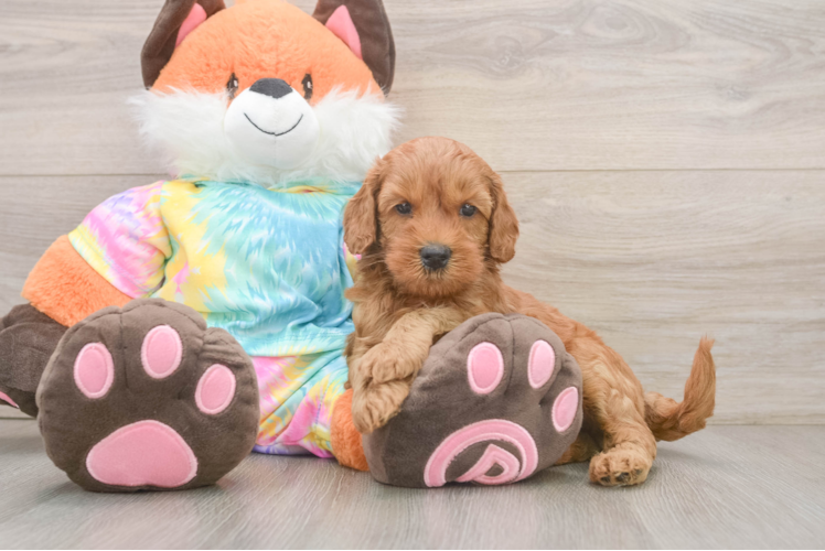 Small Mini Goldendoodle Baby