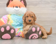 7 week old Mini Goldendoodle Puppy For Sale - Premier Pups