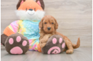 Small Mini Goldendoodle Baby