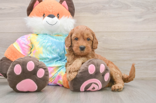 Small Mini Goldendoodle Baby