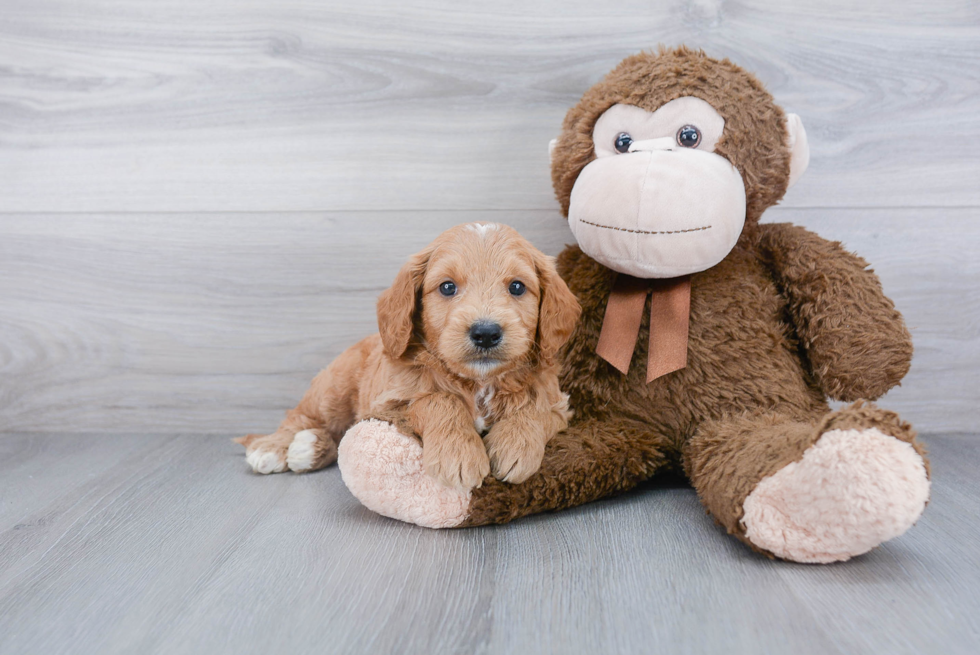 Small Mini Goldendoodle Baby