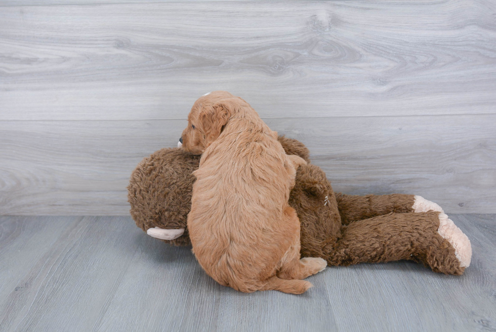 Best Mini Goldendoodle Baby