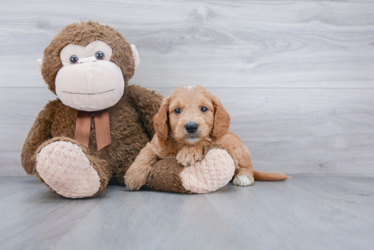 Small Mini Goldendoodle Baby