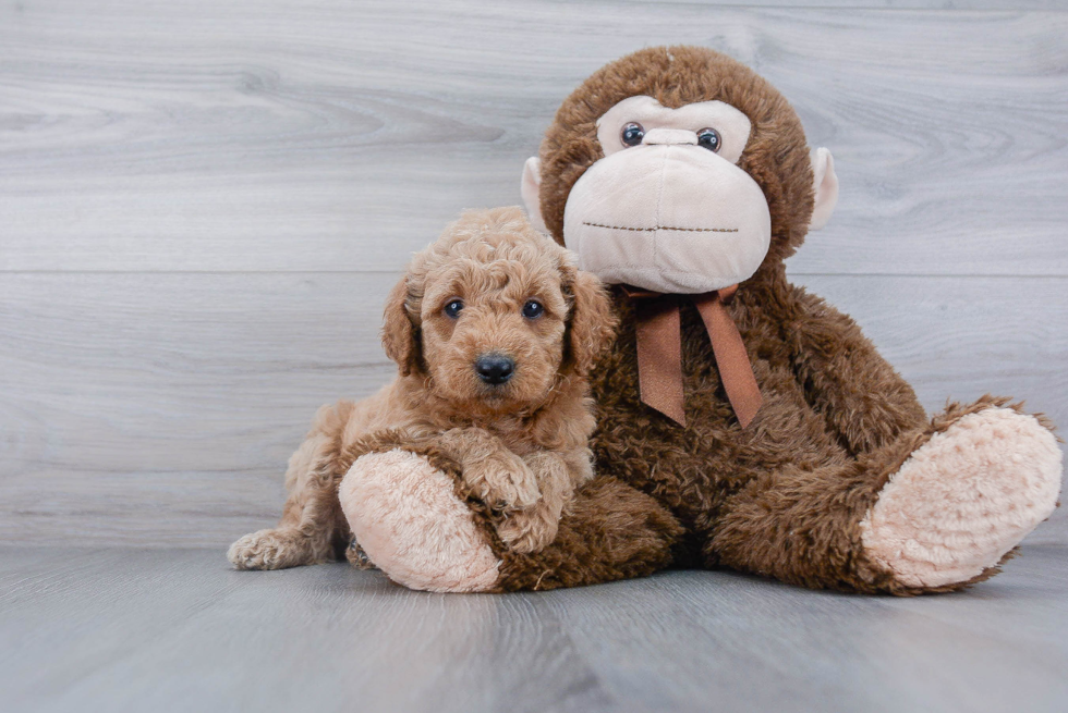 Best Mini Goldendoodle Baby