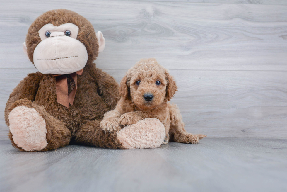 Mini Goldendoodle Puppy for Adoption