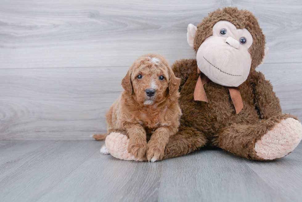 Mini Goldendoodle Puppy for Adoption