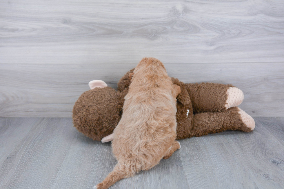 Little Golden Retriever Poodle Mix Puppy